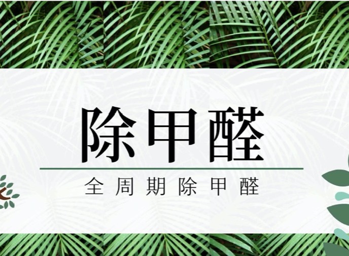 专业除甲醛