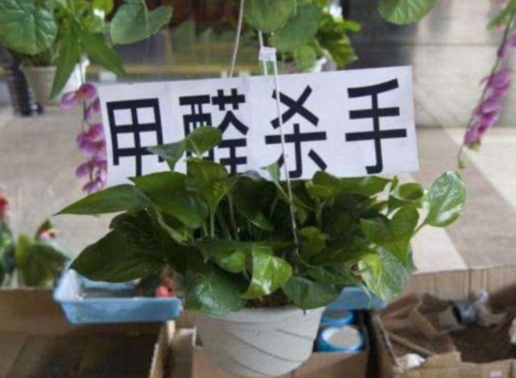 绿植除甲醛