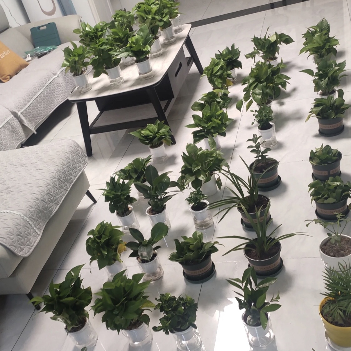 植物吸甲醛