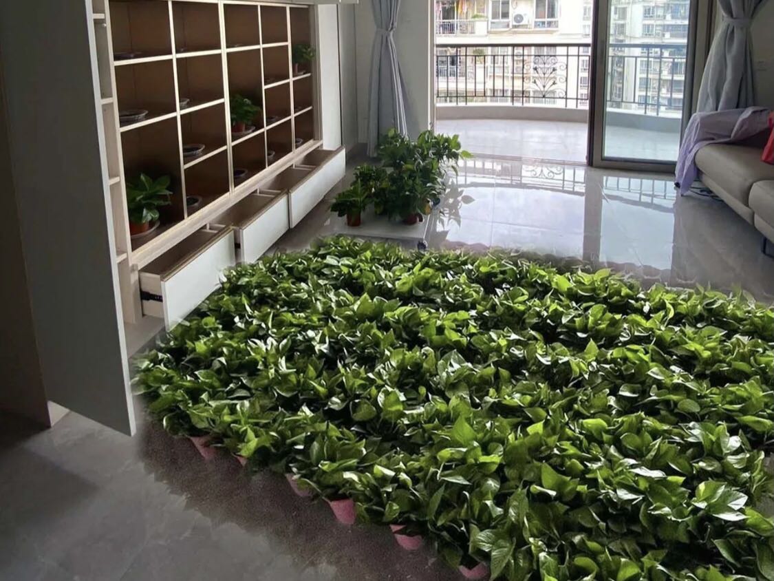 绿植法