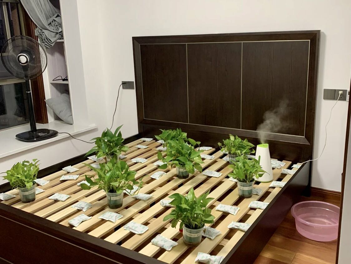 绿植除甲醛