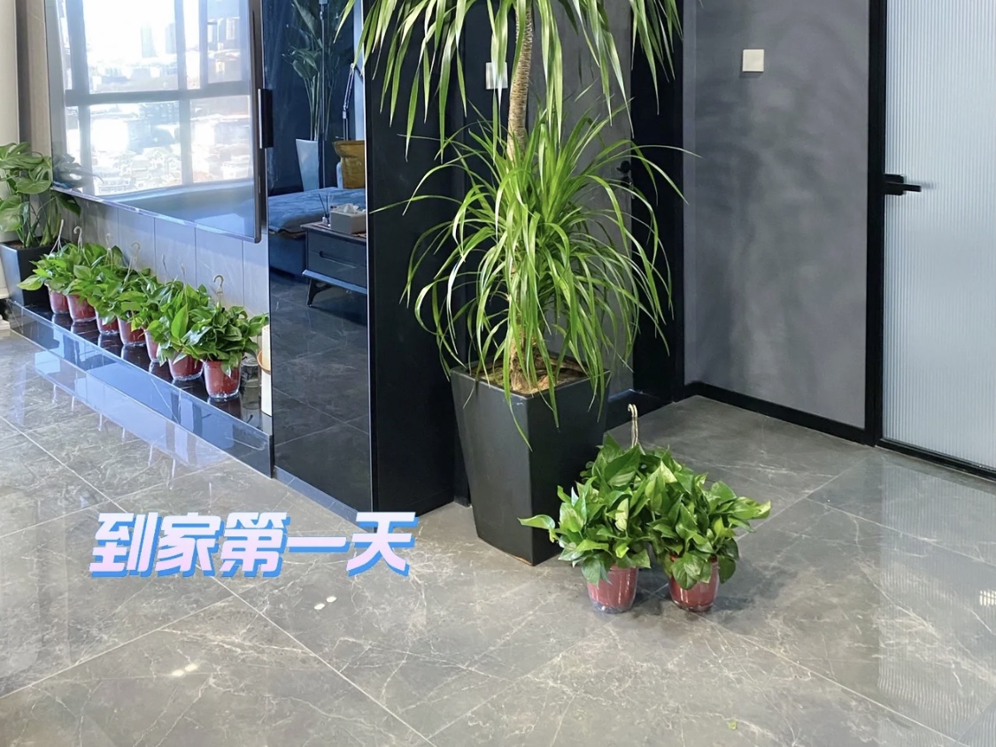 绿植除甲醛